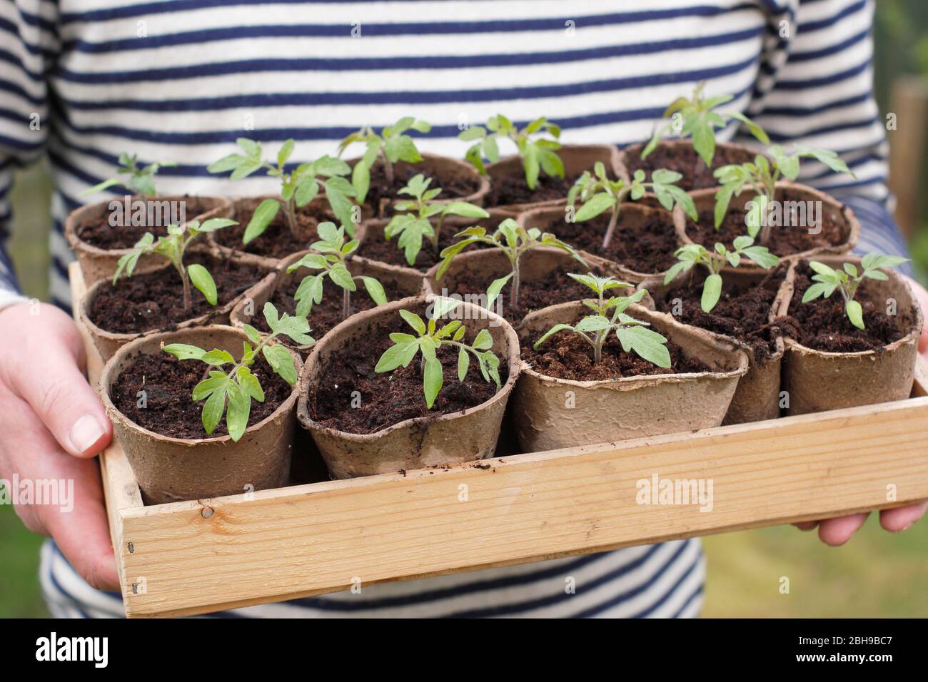 Solanum lycopersicum 'Alba dorata'. Piantine di pomodoro in vasi biodegradabili in primavera. REGNO UNITO Foto Stock