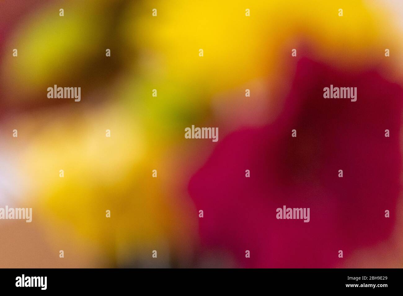 Un'astratta ripresa di fiori che mostrano colori vivaci e vivaci Foto Stock