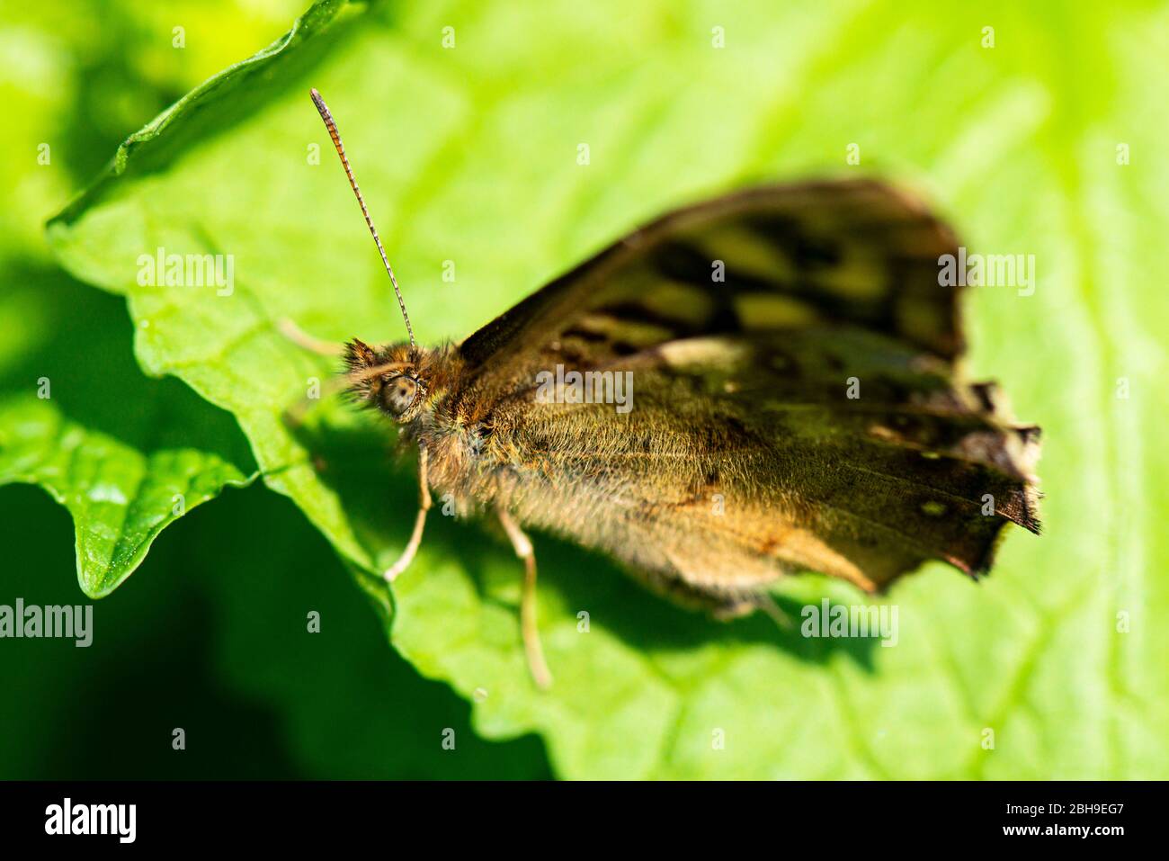 Una farfalla a legna (Pararge aegeria) sulla foglia di una senape all'aglio (Alliaria petiolata) Foto Stock