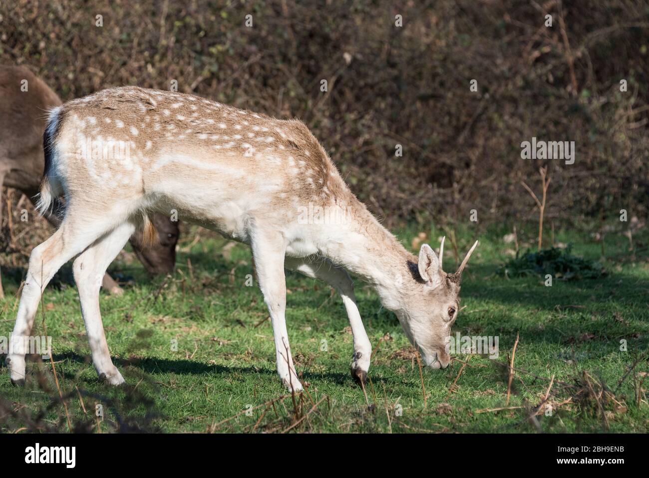 Giovane maschio di pascolo del cervo Foto Stock