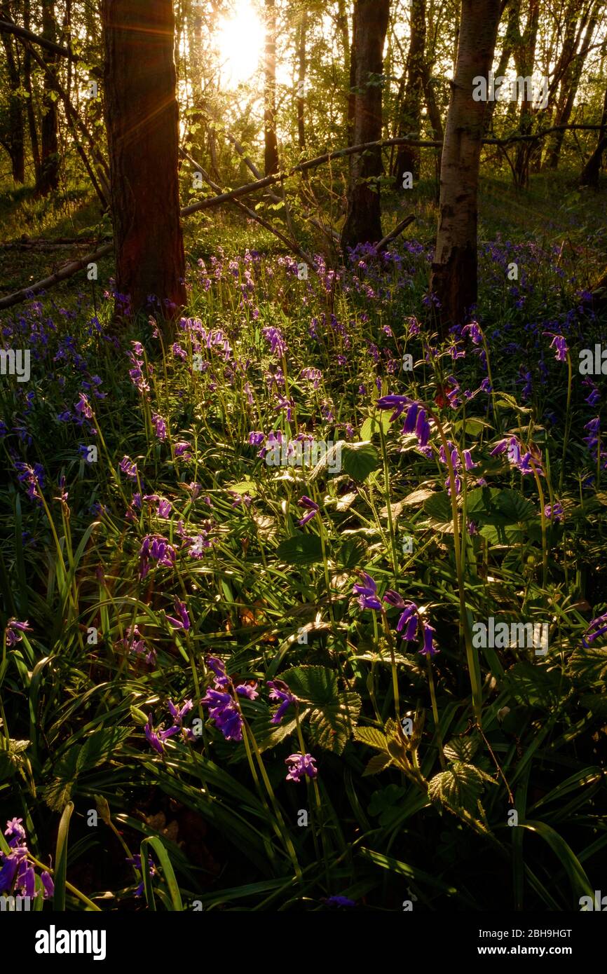 Sole che si rompe attraverso gli alberi, evidenziando una nuova crescita di Bluebells. Foto Stock