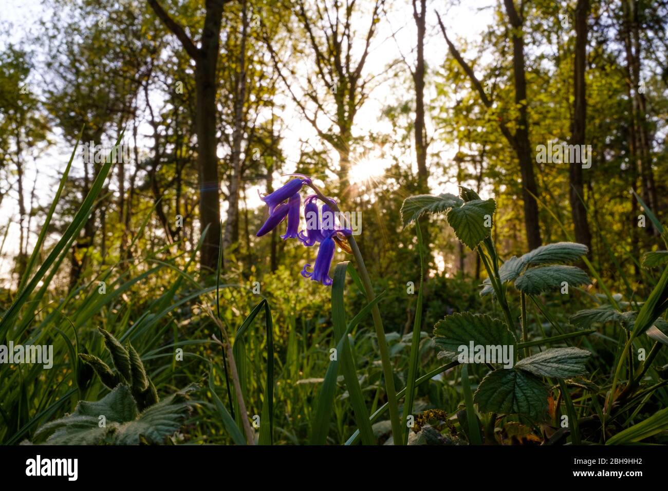 Primo piano di Bluebells nel bosco Foto Stock