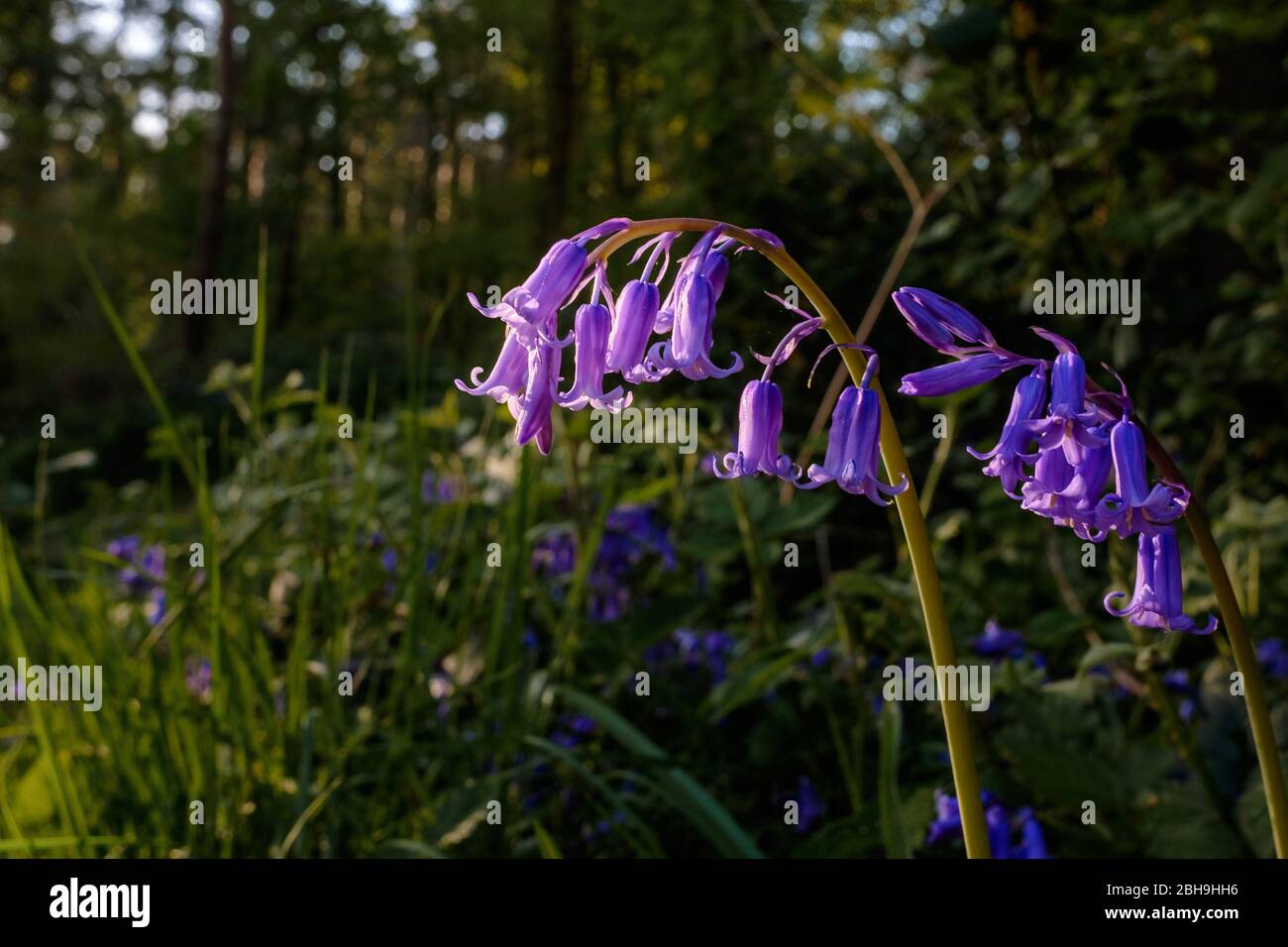 Primo piano di Bluebells nel bosco Foto Stock