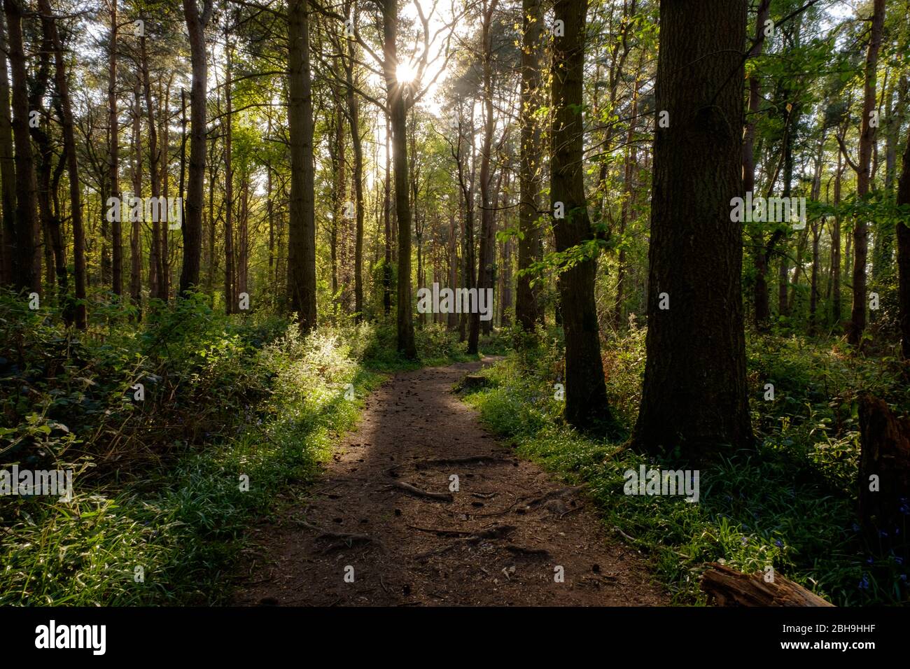 Un percorso attraverso i boschi che guardano al sole in primavera, Regno Unito Foto Stock