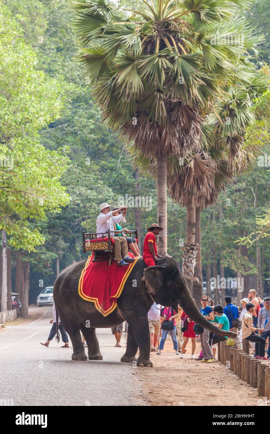 Cambogia, Angkor, Angkor Thom, turisti a cavallo elefanti, non release Foto Stock