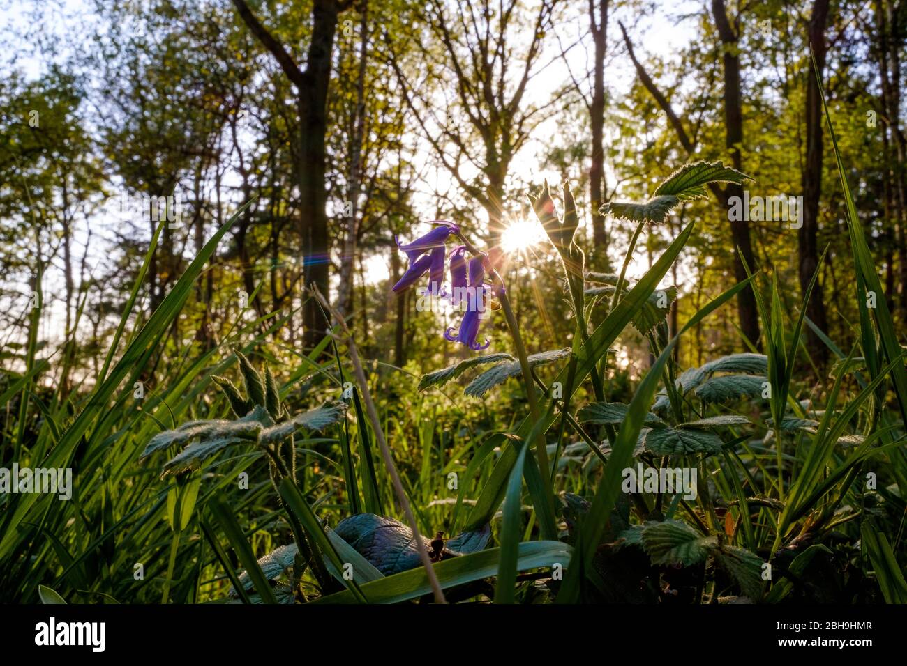 Primo piano di Bluebells nel bosco Foto Stock