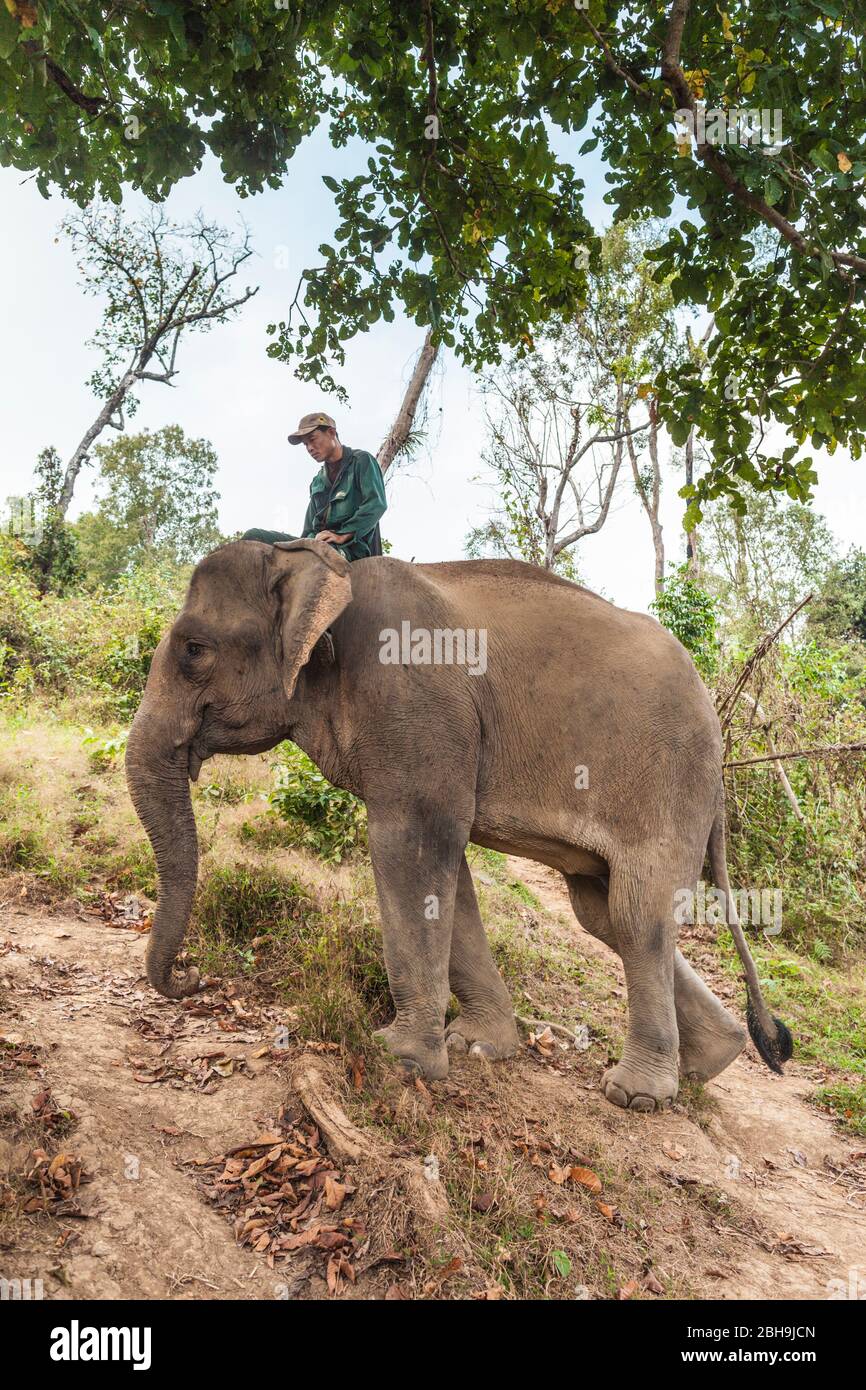 Laos, Sainyabuli, Elephas maximus, e mahouts, MR-LAO-ECC-18-010 Foto Stock