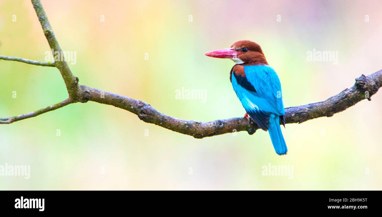 Pesce zenzero con gola bianca (Halcyon smirnensis) sul ramo dell'albero, India Foto Stock