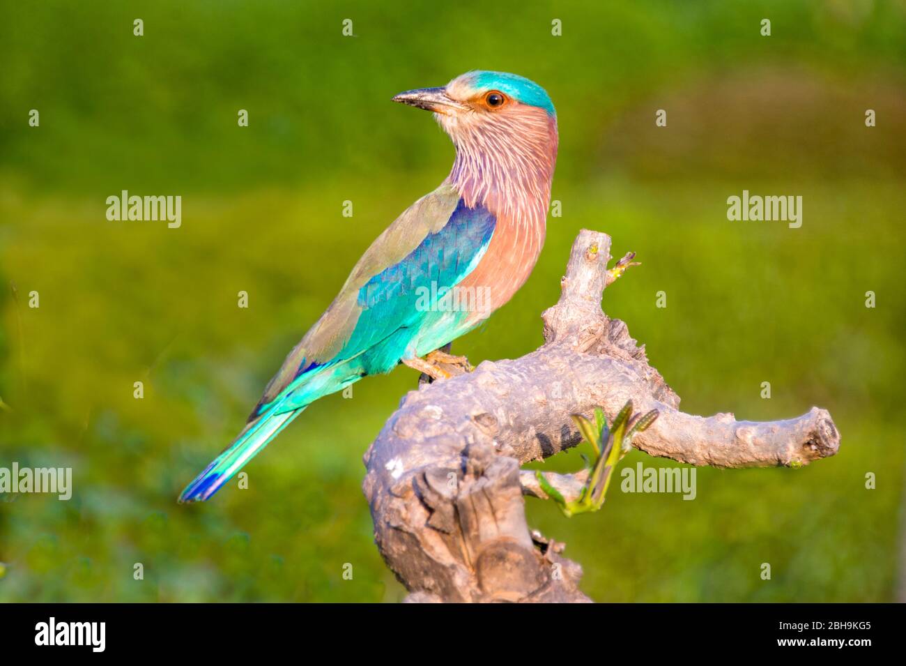 Ritratto indiano Roller (Coracias benghalensis), India Foto Stock