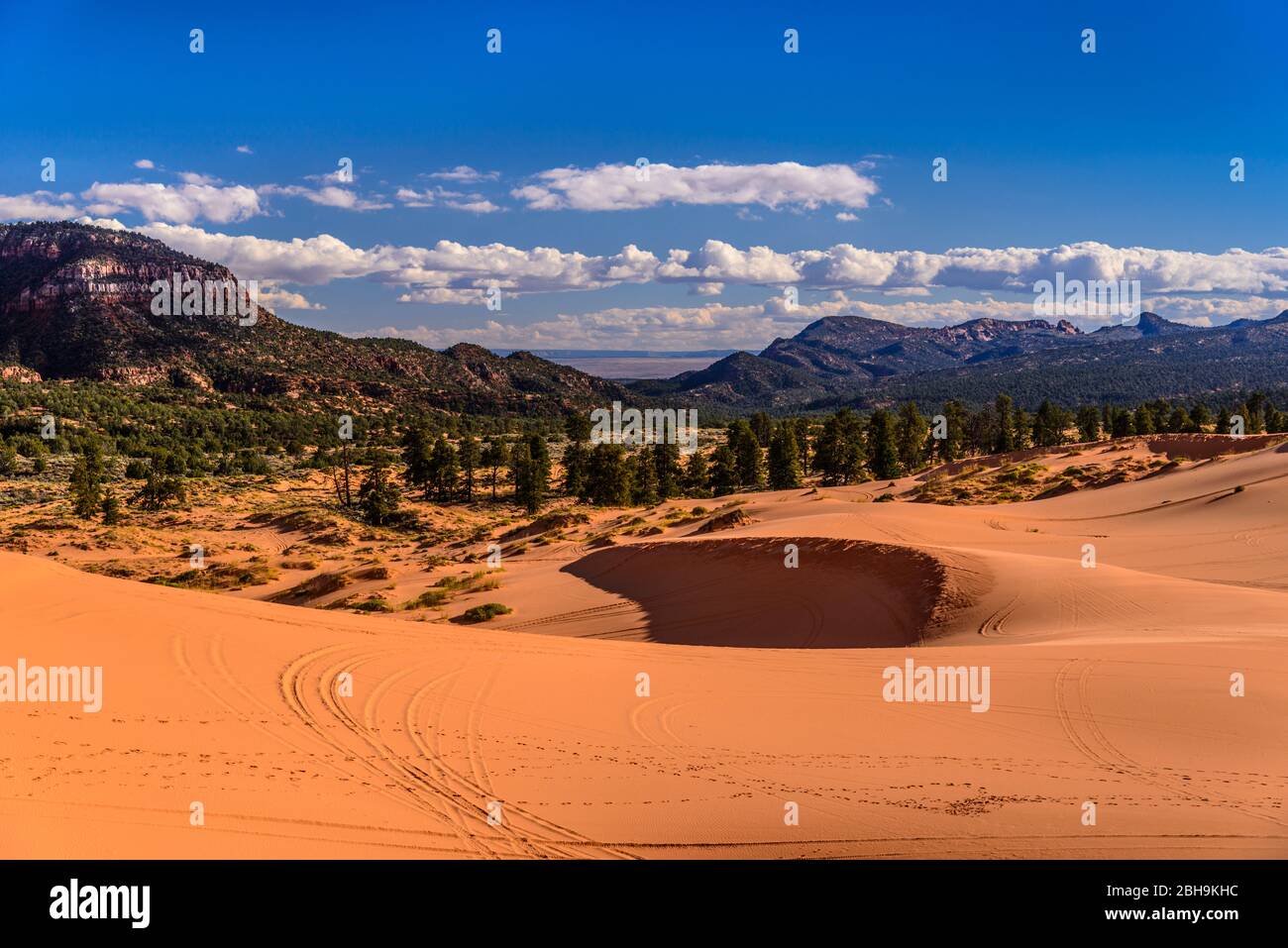 USA, Utah, Kane County, Kanab, Coral Pink Sand Dunes state Park, First Dune gegen Moquith und Moccasin Mountain Foto Stock