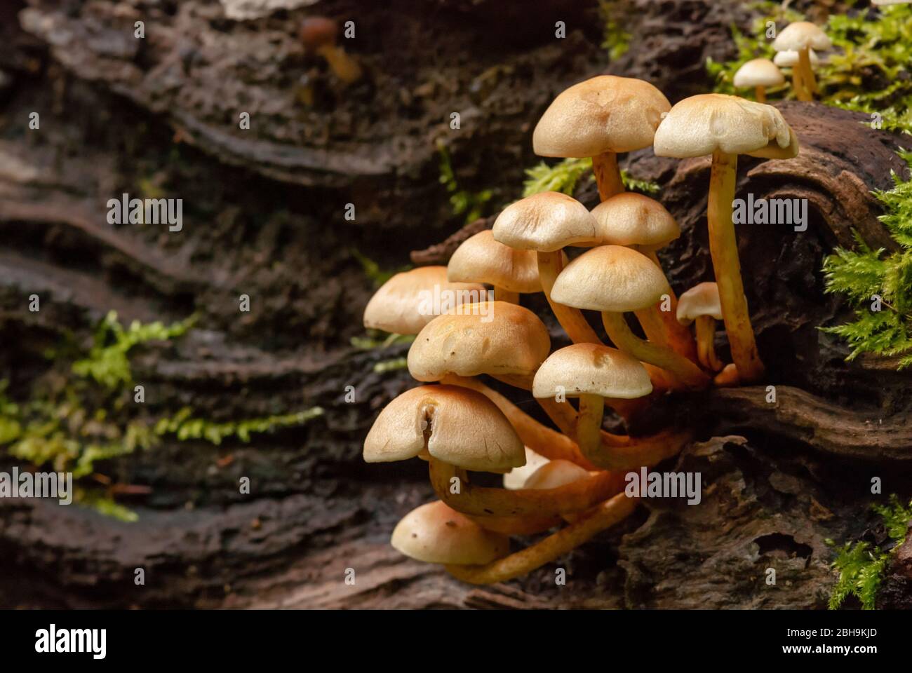 Terreno forestale con funghi nella foresta Bucher Foto Stock
