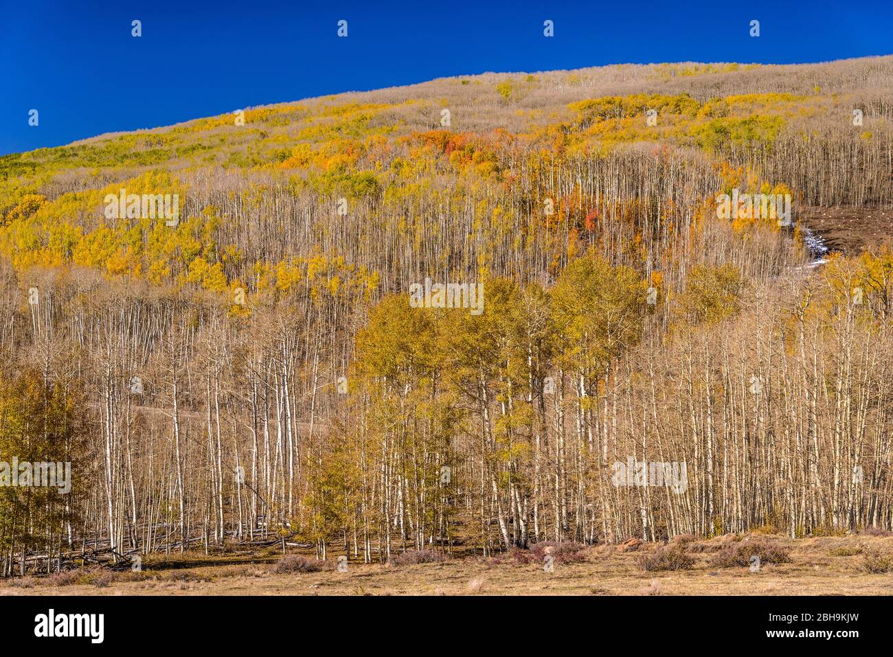 USA, Utah, Garfield County, Boulder, Boulder Mountain, scenario alla Scenic Byway 12 Foto Stock