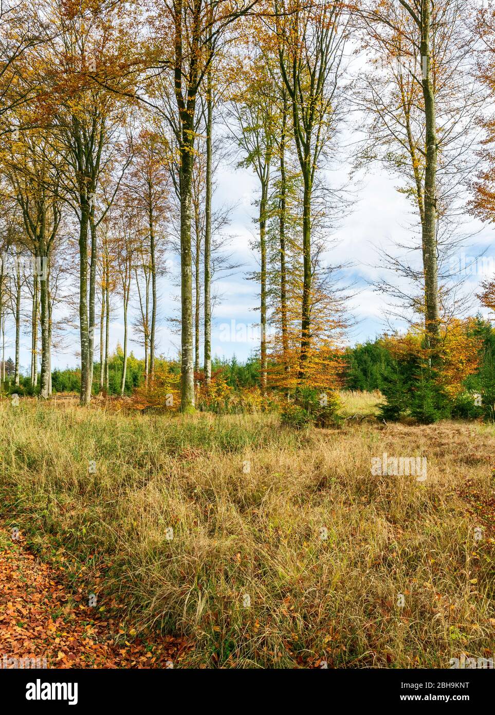 Germania, Baden-Württemberg, Sigmaringen, foresta di faggi nella foresta Josefslust, una zona di caccia della Casa di Hohenzollern. Il parco Josefslust è aperto al pubblico come area ricreativa. Foto Stock