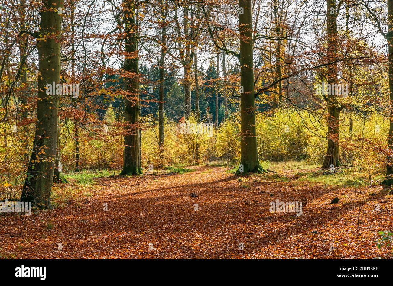 Germania, Baden-Württemberg, Sigmaringen, foresta di faggi nella foresta Josefslust, una zona di caccia della Casa di Hohenzollern. Il parco Josefslust è aperto al pubblico come area ricreativa. Foto Stock