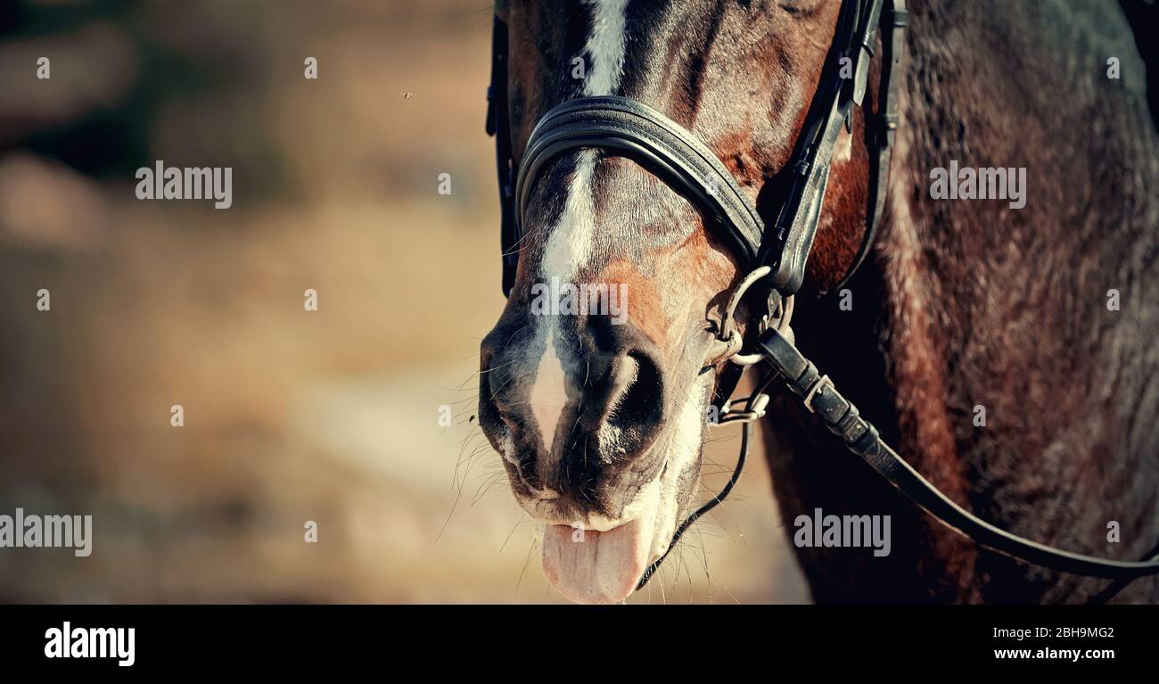 Il naso sport cavallo marrone nella bridle. Sport cavallo mostra lingua. Cavallo dressage. Sport equestre. Foto Stock