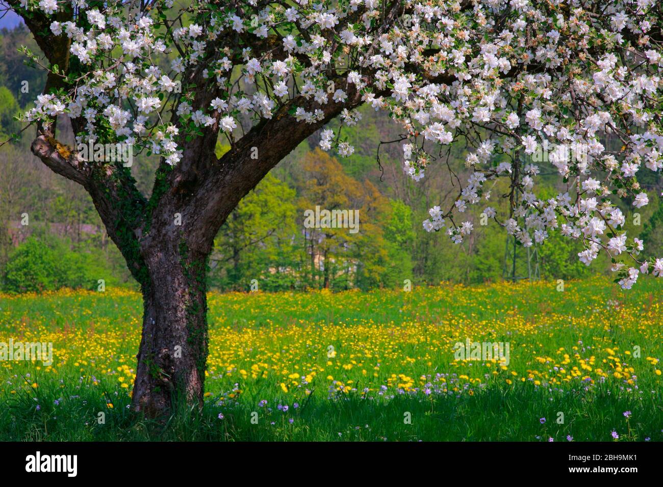 Albero di frutta fiorito con prato di fiori Foto Stock