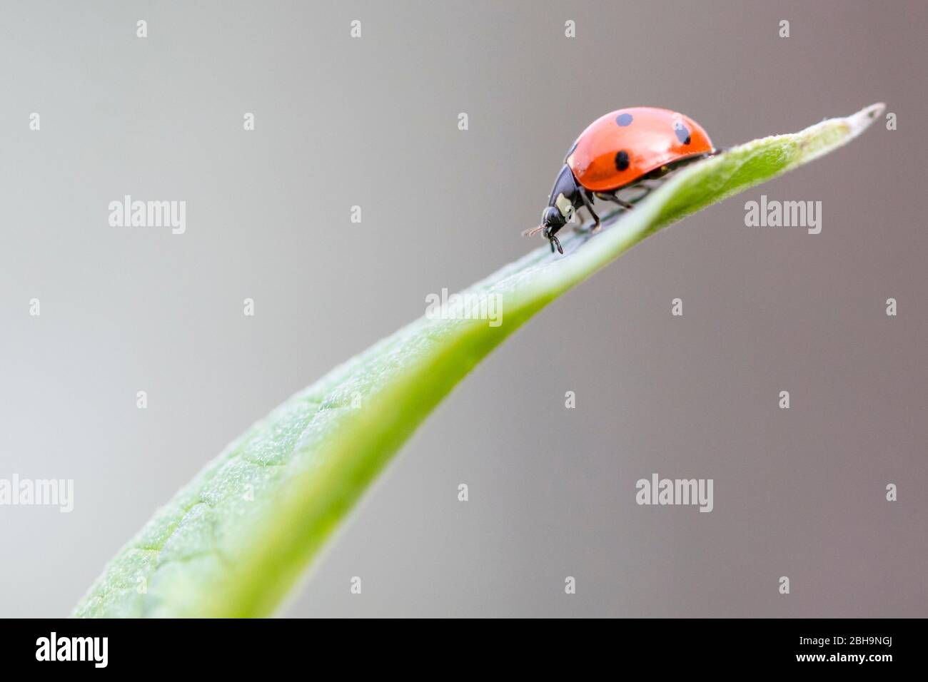 Ladybird, sette spot, Coccinella settempunctata Foto Stock
