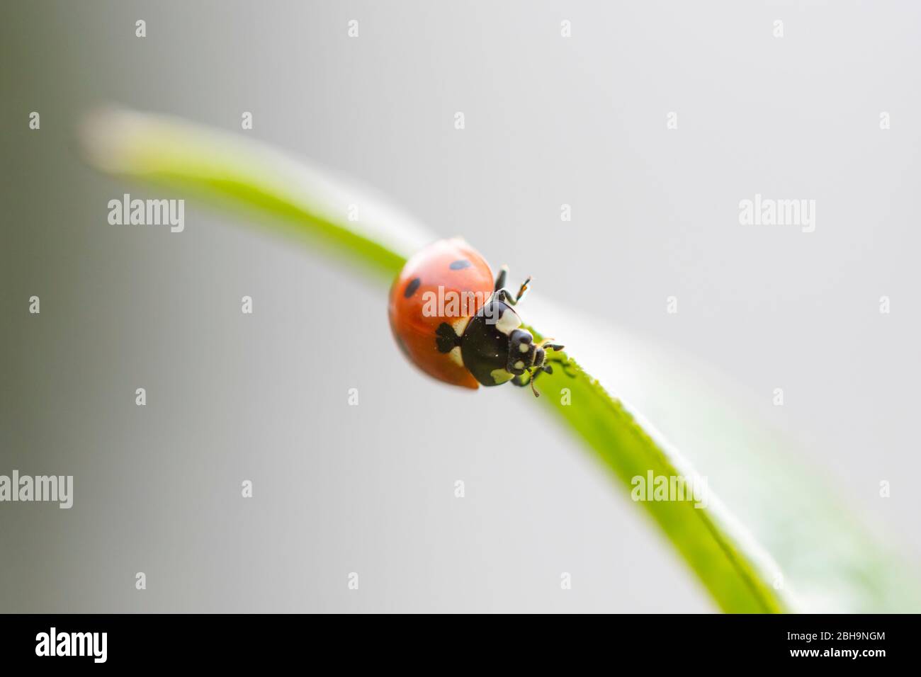 Ladybird, sette spot, Coccinella settempunctata Foto Stock