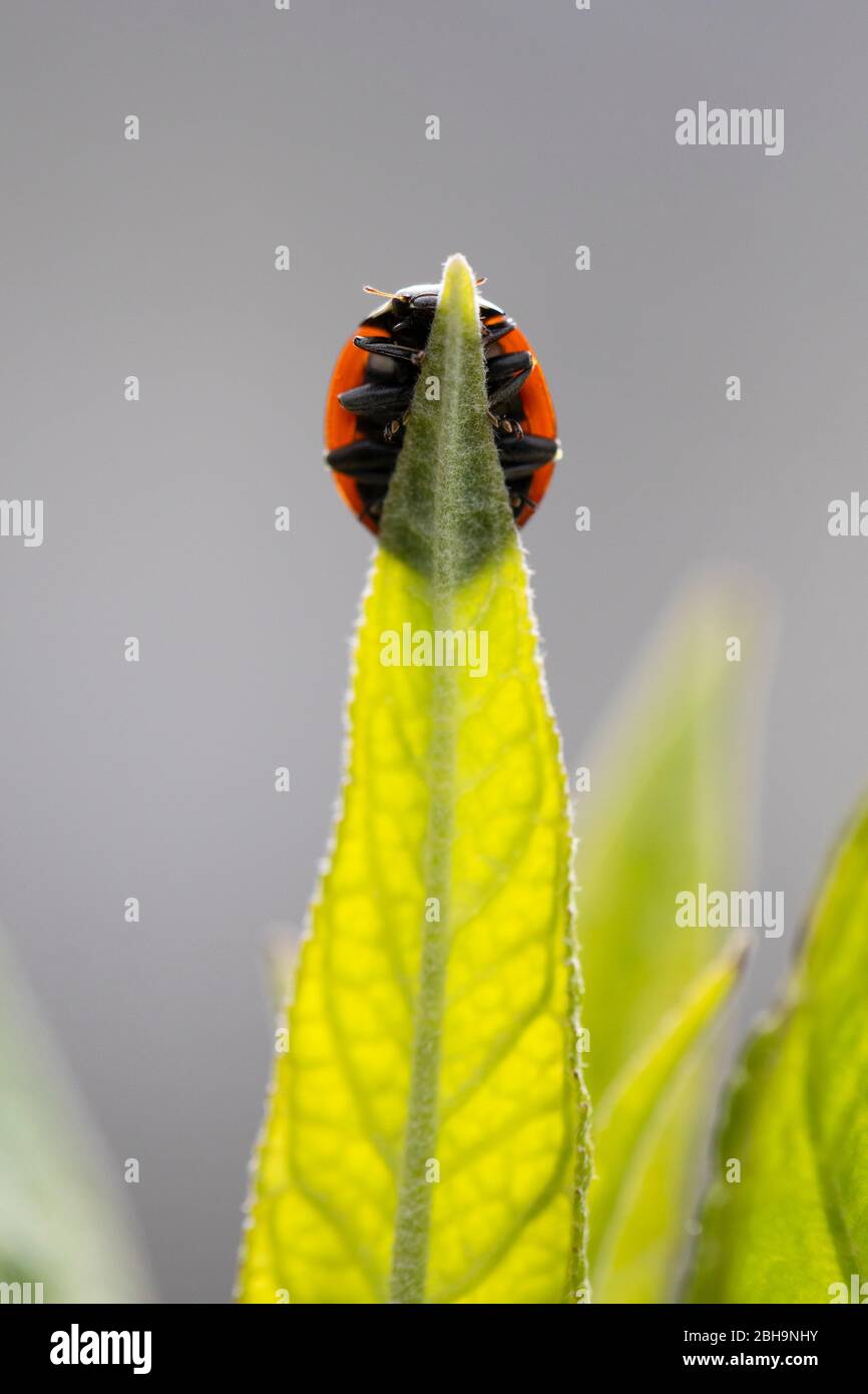 Ladybird, sette spot, Coccinella settempunctata Foto Stock