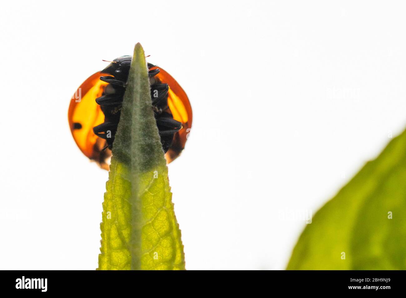 Ladybird, sette spot, Coccinella settempunctata Foto Stock