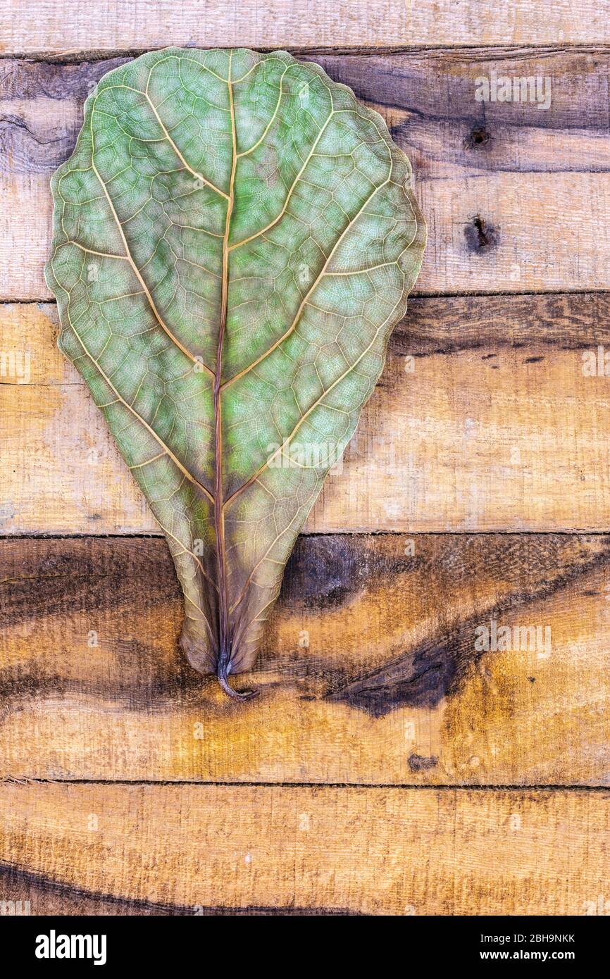 Foglia di fico (Ficus lyrata) su fondo ligneo Foto Stock
