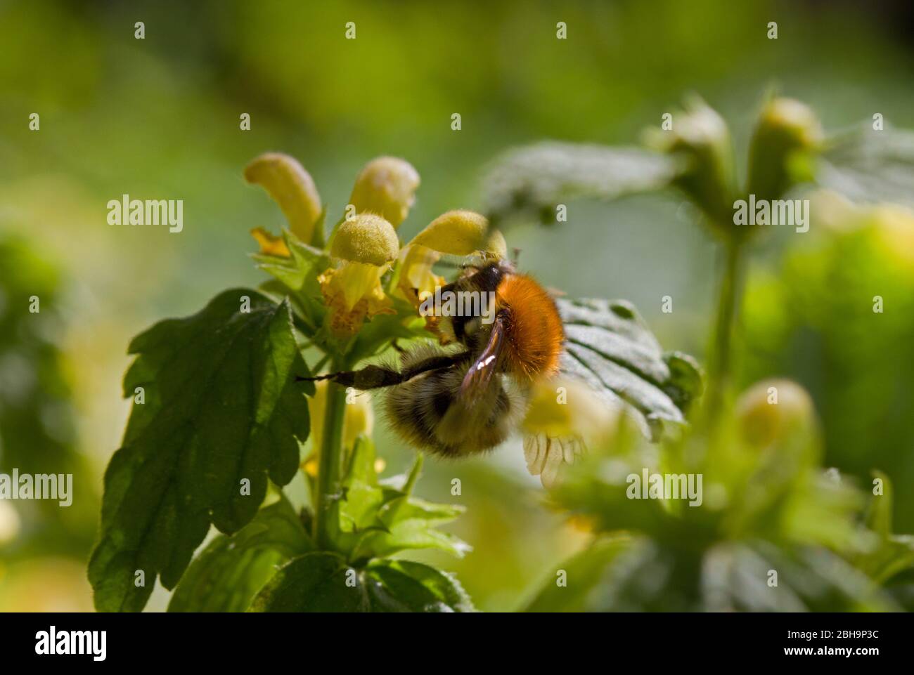 Comune ape di carder impollinante arcangelo giallo Foto Stock