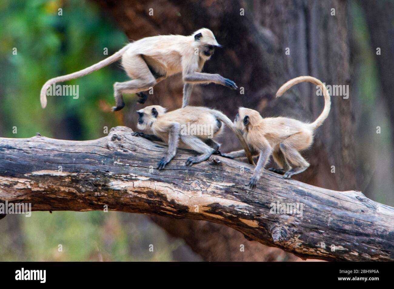 Le scimmie di Langur giocano sul ramo dell'albero, India Foto Stock