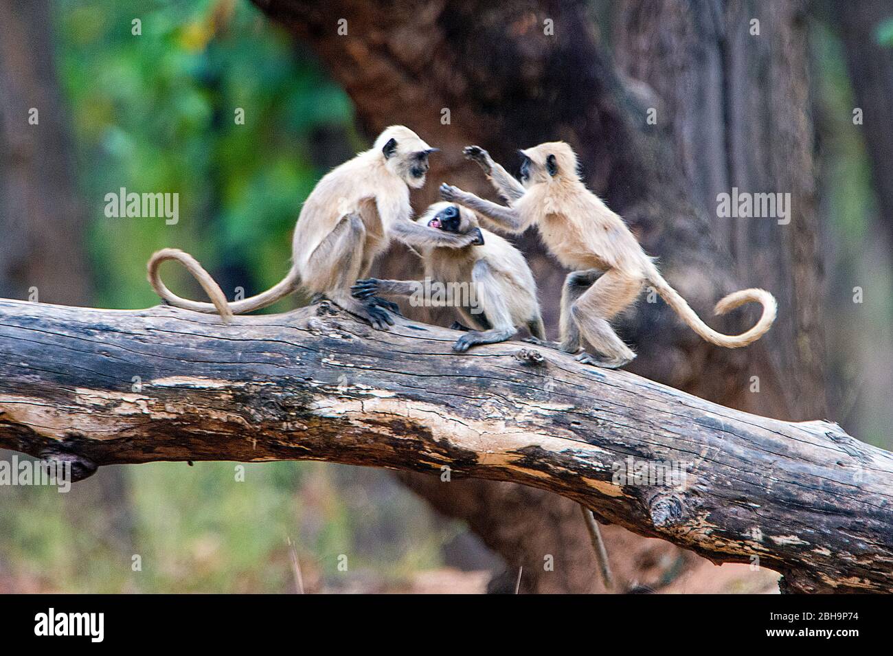 Le scimmie di Langur giocano sul ramo dell'albero, India Foto Stock