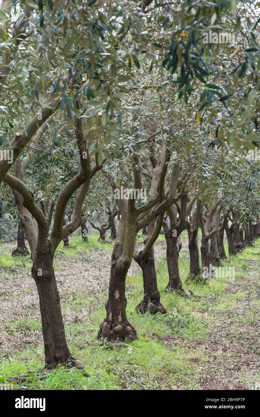 Italia, isola Mediterranea Sardegna, Alghero, Ungias - Galantè, produzione olio d'oliva Accademia Olearia, tenute Fois, oliveto Foto Stock