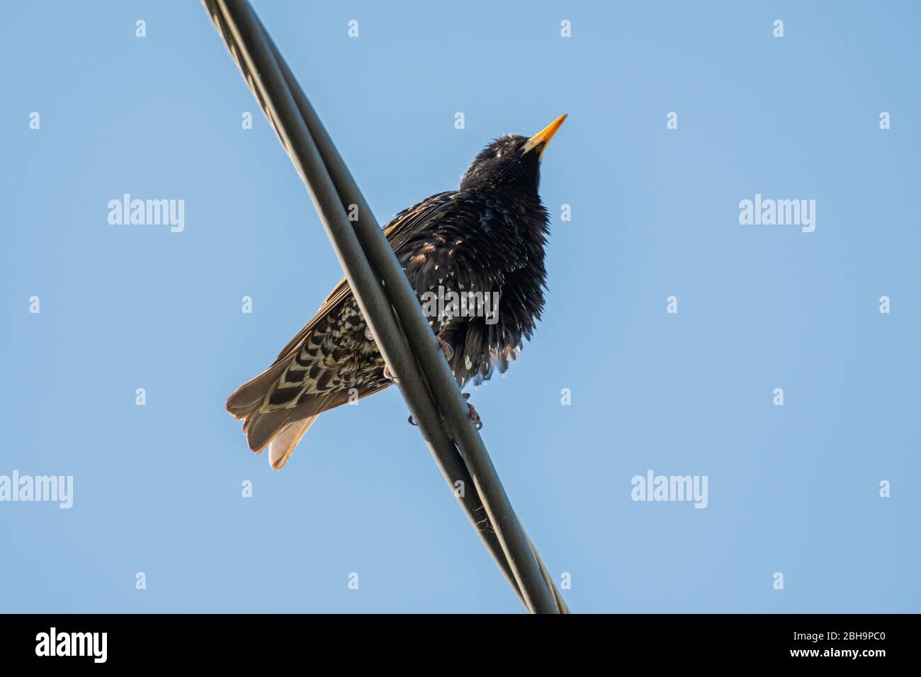 Starnings comuni (Sturnus vulgaris) arroccato sulla linea elettrica a Sepulveda Wildlife Sanctuary CA USA Foto Stock