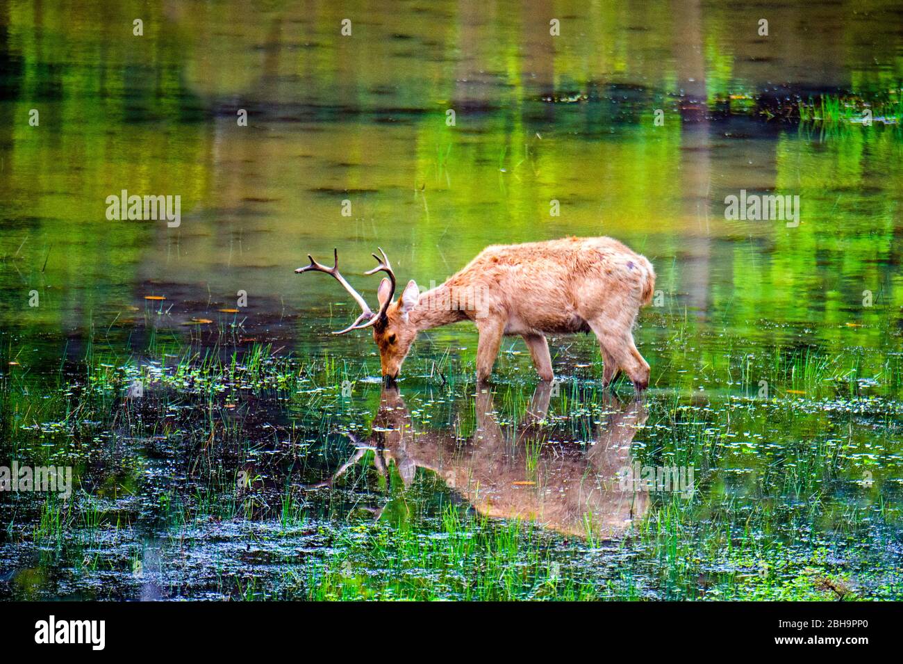Barasingha (cervo paludato) che riflette in acqua, India Foto Stock