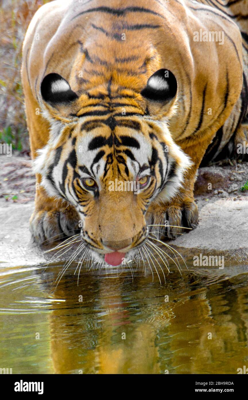 Primo piano della tigre del Bengala, India Foto Stock
