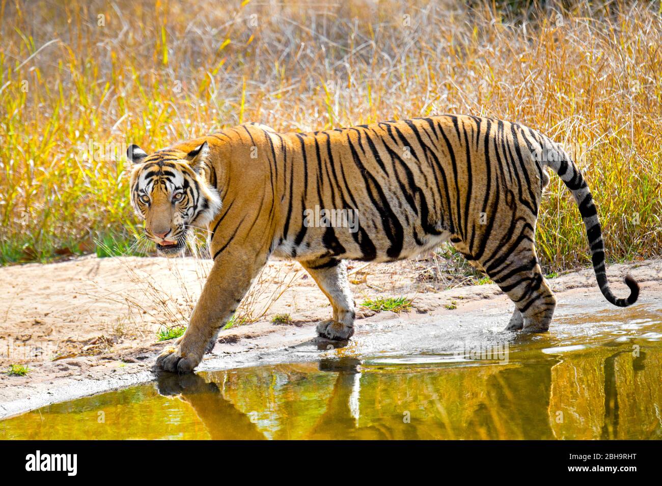 Vista laterale della tigre del Bengala, India Foto Stock