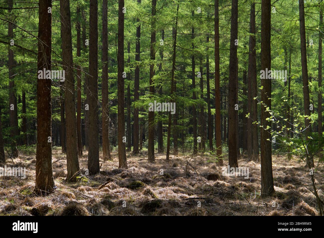 Bosco in primavera: Foglie verdi fresche e steli di albero scuro in una foresta di Larice, all'inizio della primavera Foto Stock