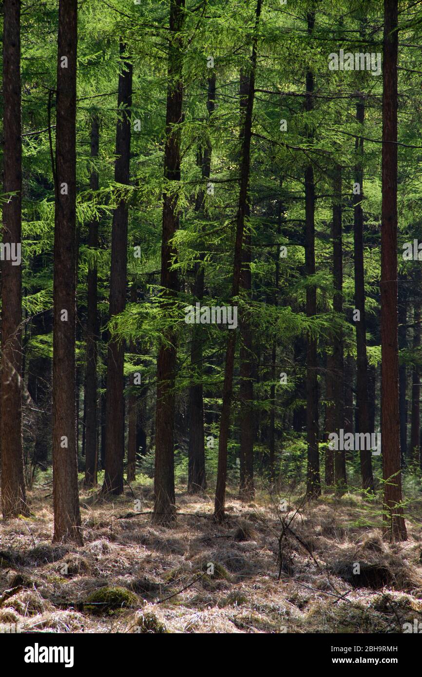 Bosco in primavera: Foglie verdi fresche e steli di albero scuro in una foresta di Larice, all'inizio della primavera Foto Stock