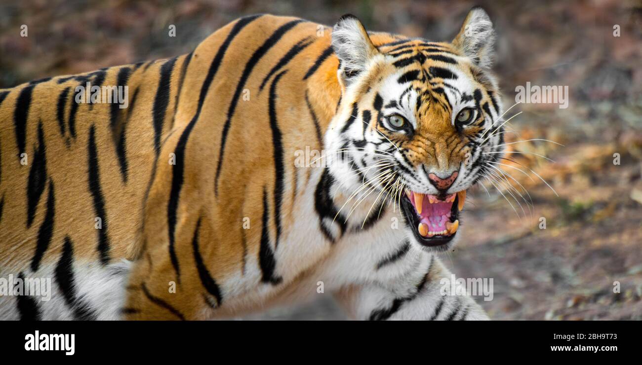 Primo piano della tigre indiana (Panthera tigris tigris), India Foto Stock