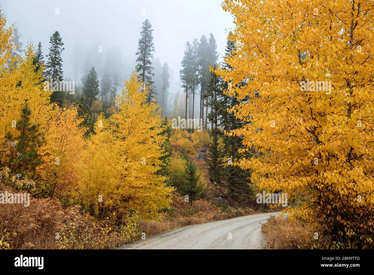 Vista della strada sterrata tra alberi autunnali, Leavenworth, Washington, USA Foto Stock