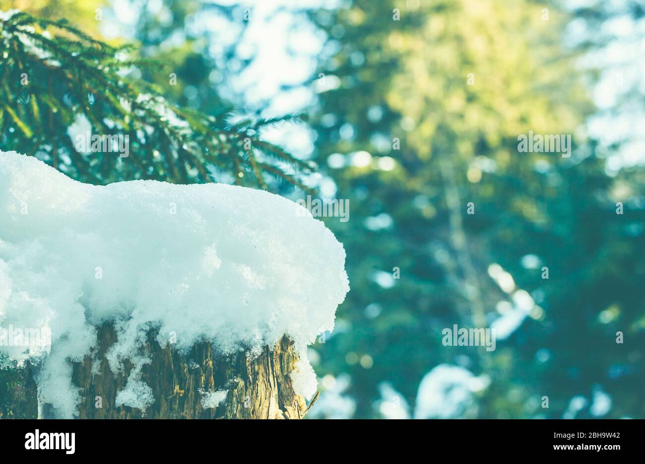 Un tronco di albero con un cappuccio di neve. Foresta in inverno - retroilluminazione e dettagli. Sfondo astratto. Foto Stock