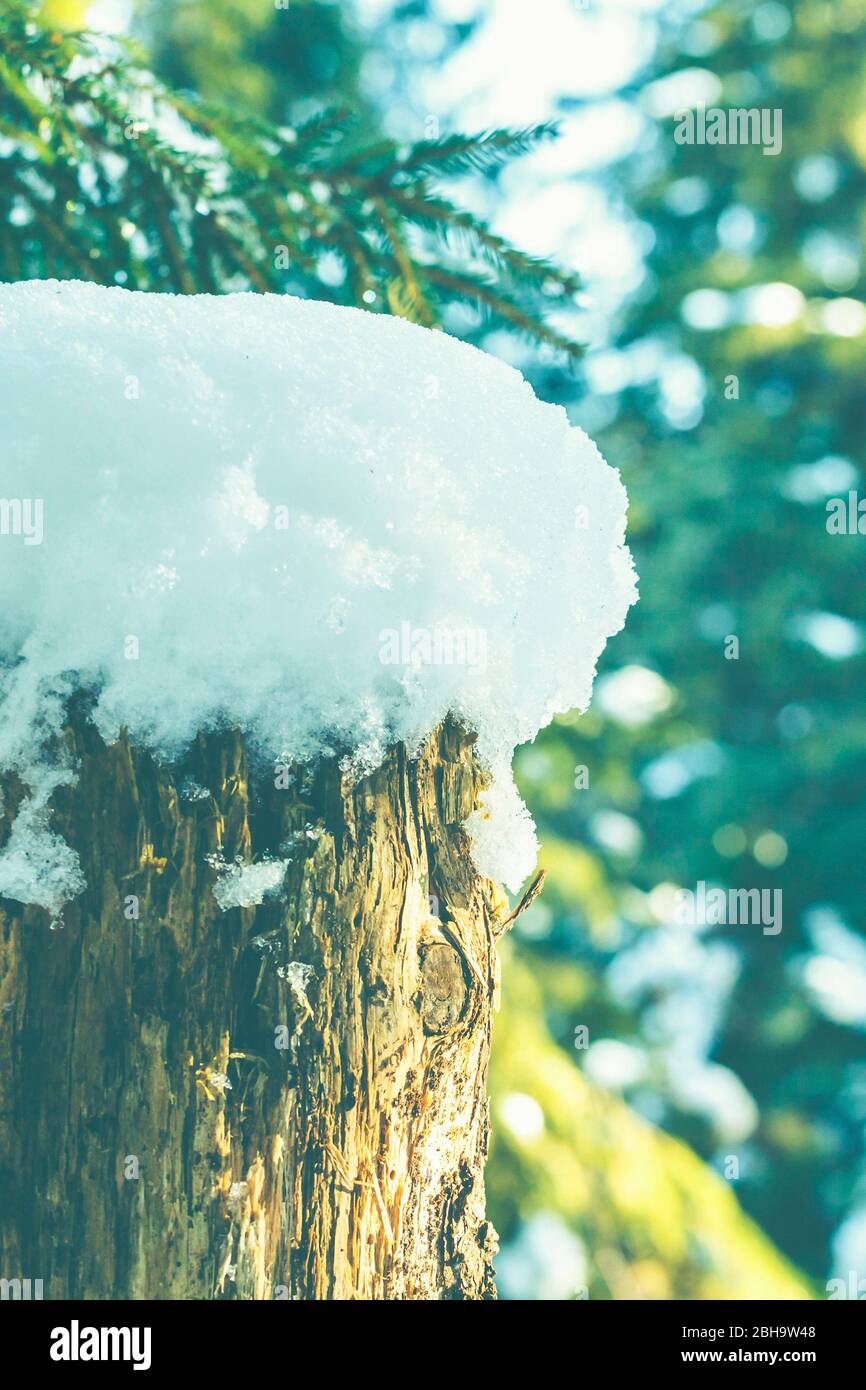 Un tronco di albero con un cappuccio di neve. Foresta in inverno - retroilluminazione e dettagli. Sfondo astratto. Foto Stock
