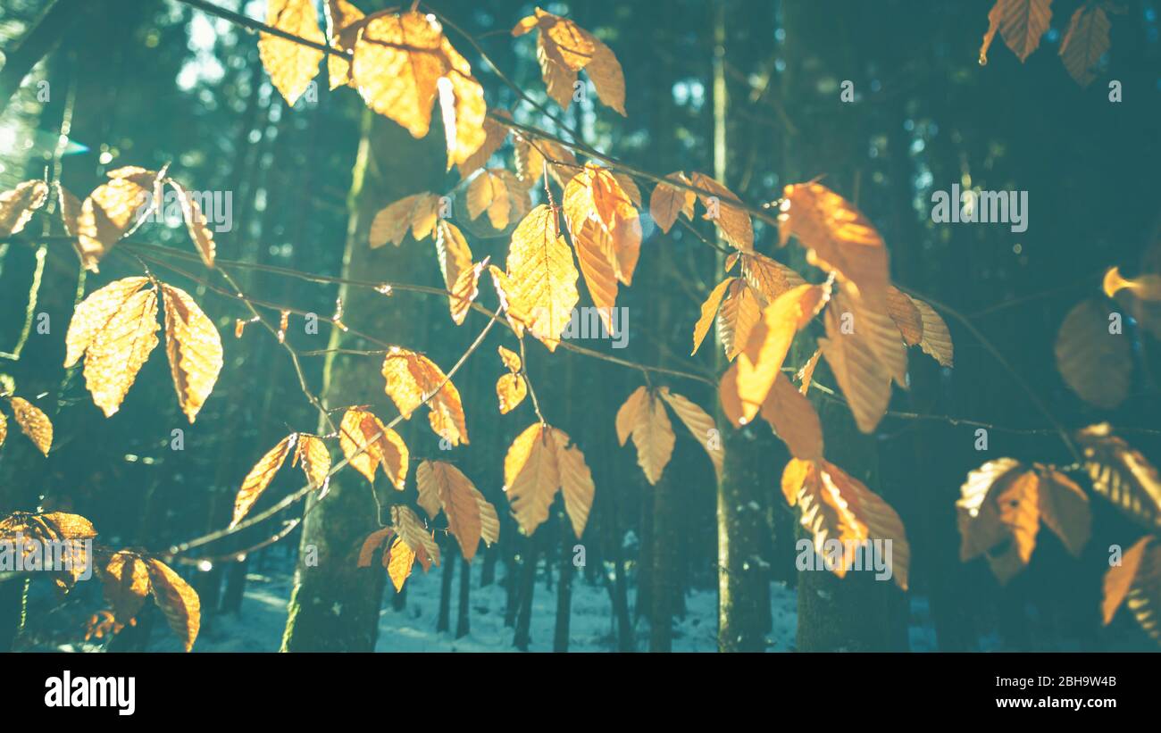 Autunno foglie dorate e rami e sole nella foresta in inverno - retroilluminazione e dettagli. Sfondo astratto. Foto Stock
