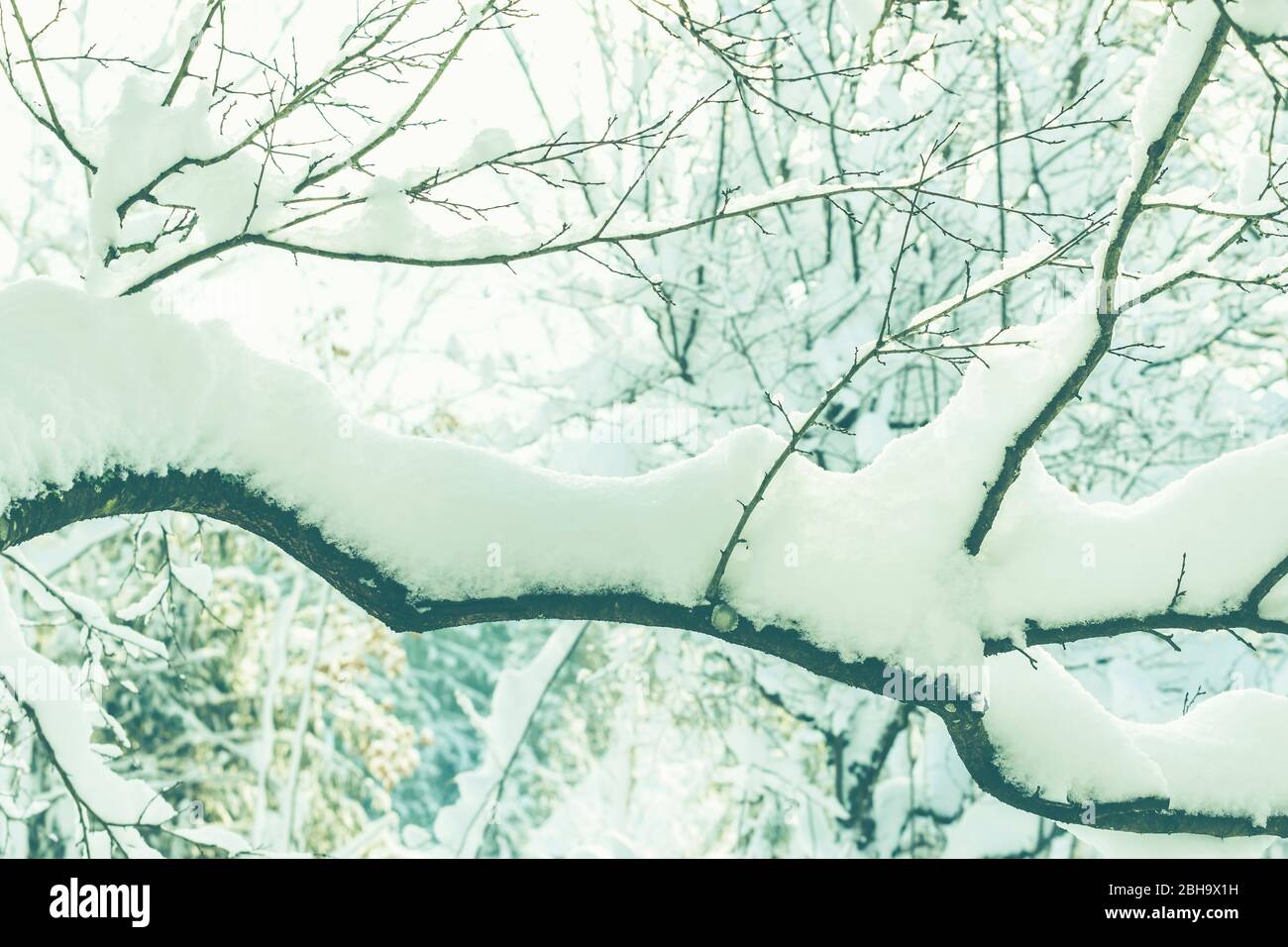 Inverno: Molta neve sugli alberi in Baviera. Foto Stock