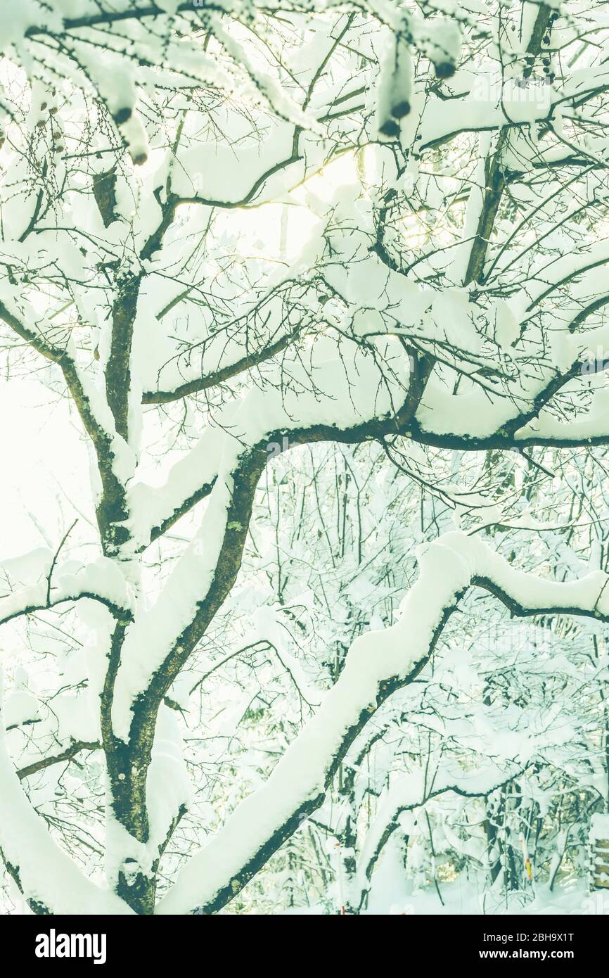 Inverno: Molta neve sugli alberi in Baviera. Foto Stock