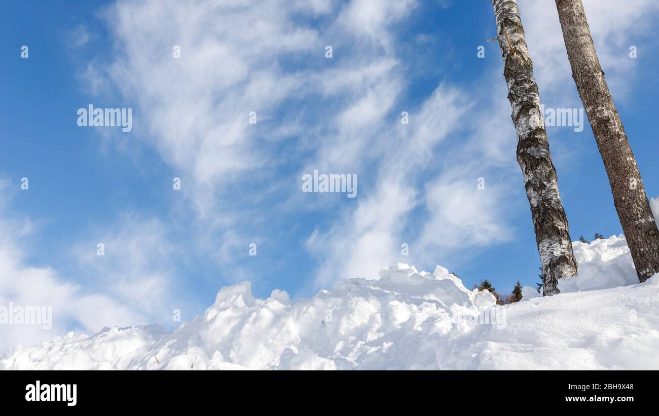 Due birches nella neve - inverno in Baviera. Foto Stock