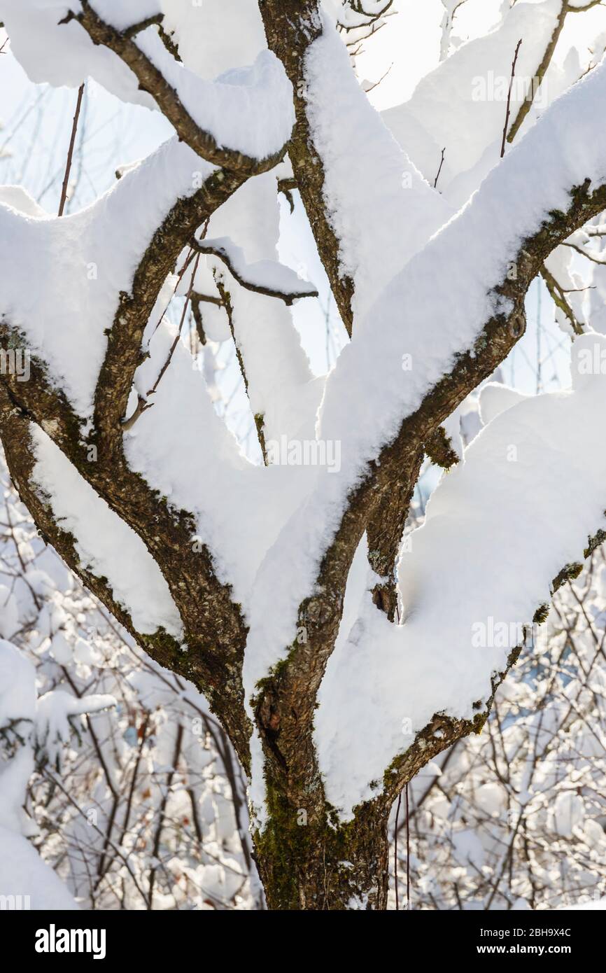 Un albero mirabelle nevoso nel giardino d'inverno. Foto Stock