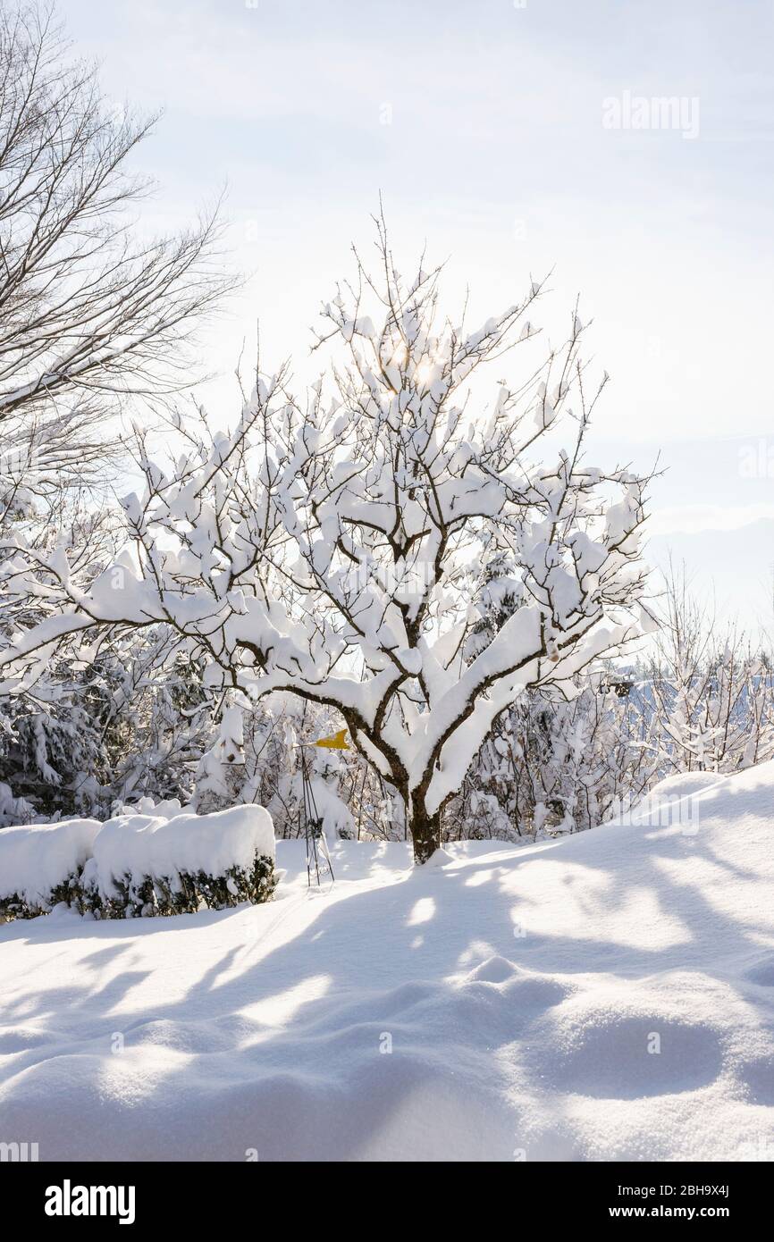 Un albero mirabelle nevoso nel giardino d'inverno. Foto Stock