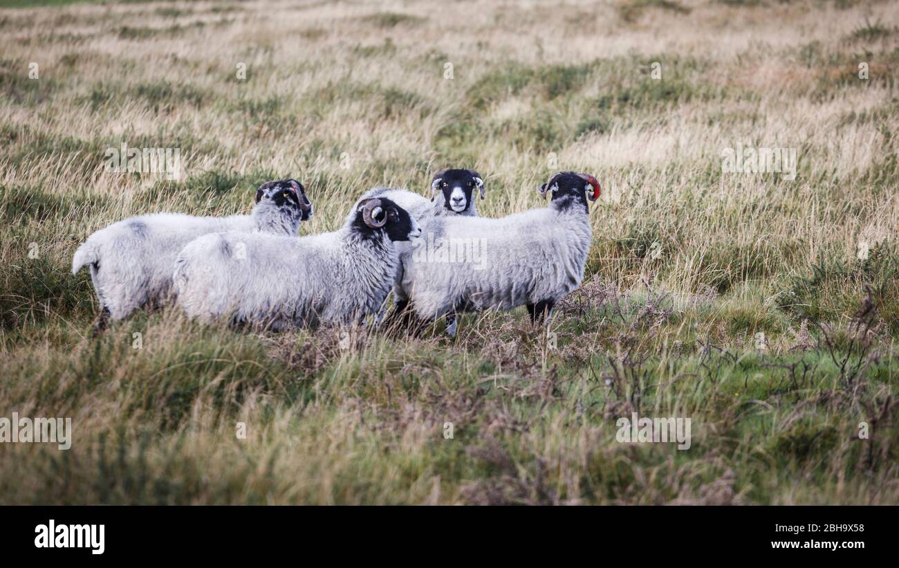 Il Dartmoor nella contea di Devon, Inghilterra, Regno Unito Foto Stock