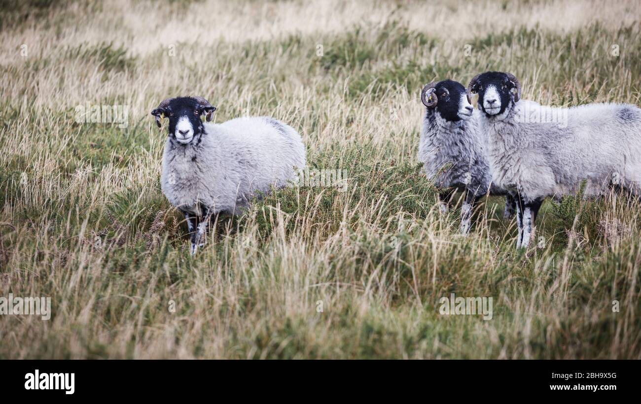 Il Dartmoor nella contea di Devon, Inghilterra, Regno Unito Foto Stock