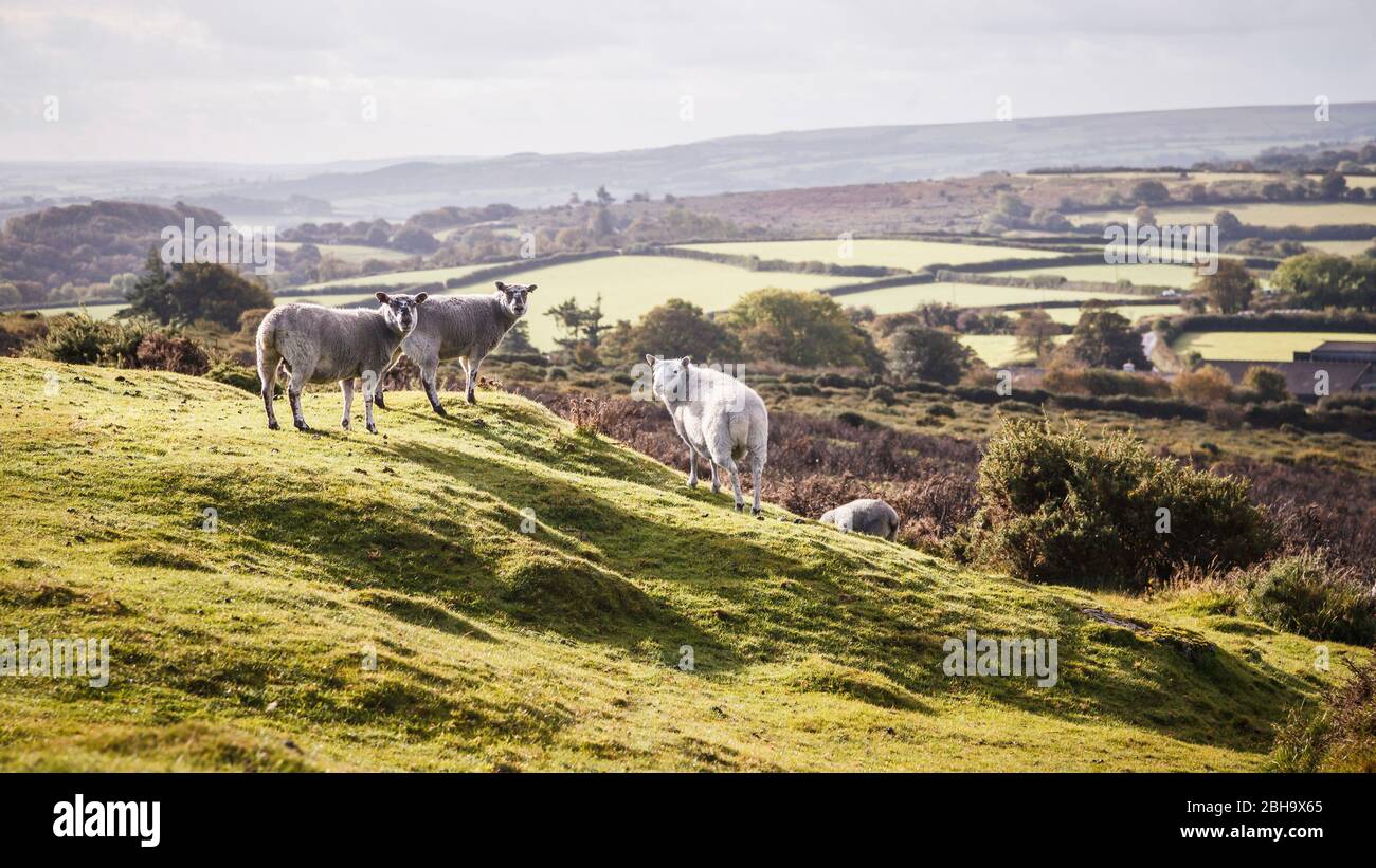 Schafe im Dartmoor in der Grafschaft Devon, Inghilterra, Großbritannien Foto Stock