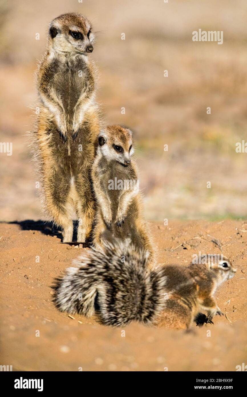 Primo piano della famiglia Meerkat (Suricata suricatta), Kgalagadi Transfrontier Park, Namibia, Africa Foto Stock