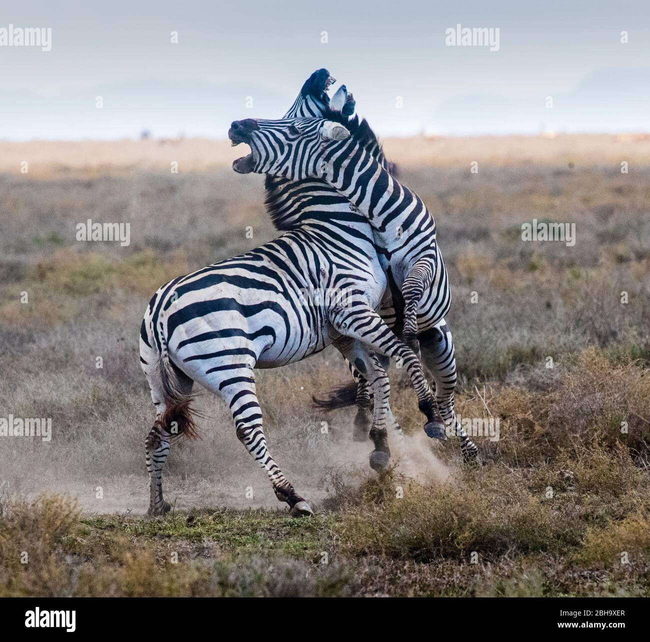 Vista di due zebre in lotta su Savannah, Ngorongoro Conservation Area, Tanzania, Africa Foto Stock